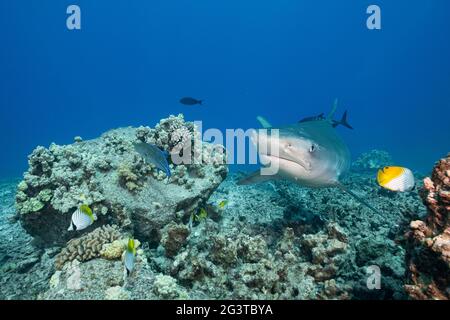 tellerhai, Galeocerdo cuvier, Blauflossen-Trevally, Caranx melampygus, schwarzer ulua, Und Fadenflossen-Falterfisch, Chaetodon auriga, Kona, Hawaii, USA Stockfoto