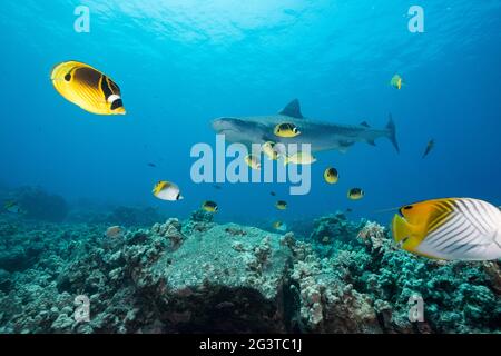 tellerhai, Galeocerdo cuvier, Blaureif-Schnapper, Racoon-Falterfisch und Fadenflossen-Falterfisch, Am Korallenriff, Honokohau, Kona, Hawaii, USA Stockfoto