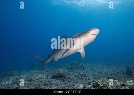 tellerhai, Galeocerdo cuvier, Honokohau, Kona, Big Island, Hawaii, USA (zentraler Pazifischer Ozean) Stockfoto