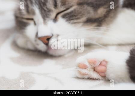 Graue, gepflegte Katze schläft süß auf dem Sofa. Nahaufnahme eines glücklichen Haustieres. Stockfoto