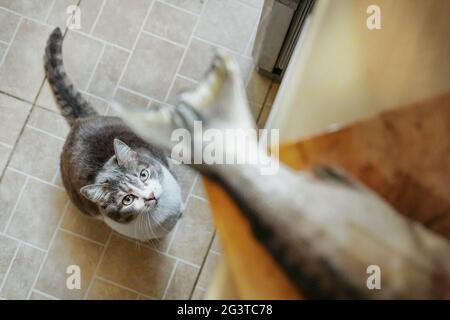 Eine hungrige Katze wartet gehorsam auf Nahrung und schaut auf den Schwanz des Fisches auf dem Schneidbrett. Schaut von unten nach oben. Stockfoto