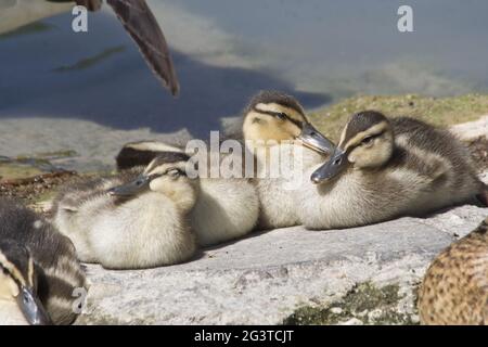 Mallard Duck, Köln, NRW, Aachener Weiher, Rheinland, Deutschland Stockfoto