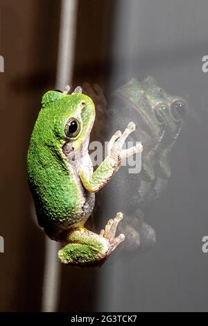 Grüner Baumfrosch mit seiner Reflexion in der Nacht auf einem Fensterglas. Stockfoto