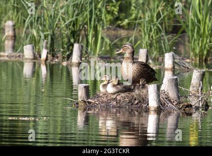 Mallard Duck, Köln, NRW, Aachener Weiher, Rheinland, Deutschland Stockfoto