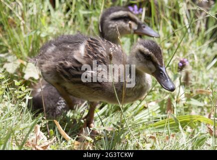 Mallard Duck, Köln, NRW, Aachener Weiher, Rheinland, Deutschland Stockfoto