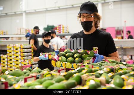 Ernsthafter Mann zieht Kisten mit Mangos Stockfoto