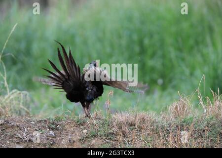 Japanischer grüner Fasan (Phasianus versicolor) in Japan Stockfoto