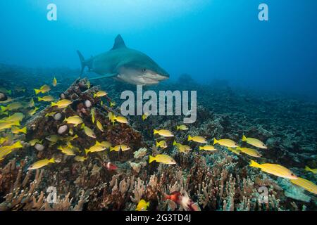 Großer weiblicher Tigerhai, Galeocerdo cuvier, mit einer Remora oder Sharksaucker am Kinn, und blaureifen Schnappern, Honokohau, Kona, Hawaii, USA Stockfoto