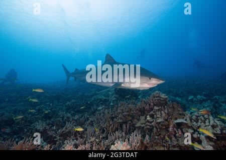 Großer weiblicher Tiger-Hai, Galeocerdo cuvier, mit einem schiefen Kiefer aus Fischinteraktion und einem Remora- oder Sharksucker, Kona, Hawaii, USA Stockfoto