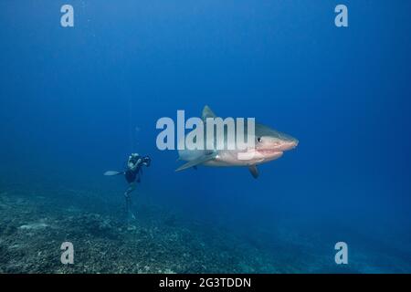 der taucher dreht ein Video von einem großen weiblichen Tigerhai, Galeocerdo cuvier, mit schiefen Kieferknochen aus der Fischerei Interaktion, und einer Remora, Honokohau, Kona, Hawaii Stockfoto