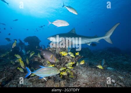 tellerhai, Galeocerdo cuvier, untersucht Korallenriff, das von Blauflossen-Ttrevally, Blauelinensnappern und anderen Fischen, Honokohau, Kona, Hawaii, USA Stockfoto