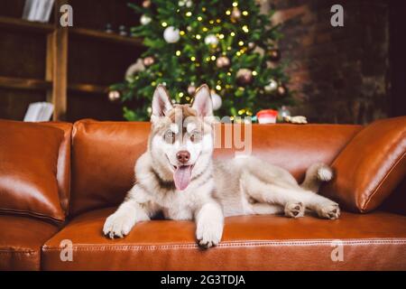 Welpen männlich sibirischen Husky von weiß beige Farbe im inneren Wohnzimmer bekommt Freude auf rotem Ledersofa gegen Bibliothek und Chr. Stockfoto