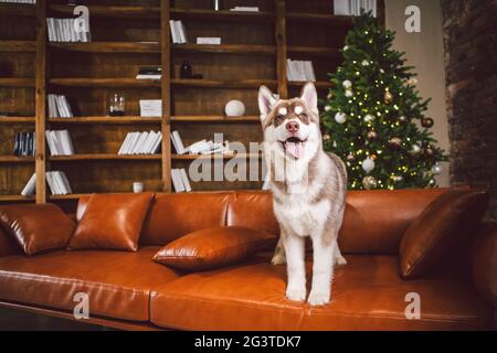 Welpen männlich sibirischen Husky von weiß beige Farbe im inneren Wohnzimmer bekommt Freude auf rotem Ledersofa gegen Bibliothek und Chr. Stockfoto