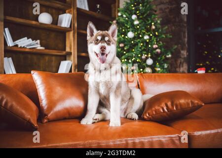 Welpen männlich sibirischen Husky von weiß beige Farbe im inneren Wohnzimmer bekommt Freude auf rotem Ledersofa gegen Bibliothek und Chr. Stockfoto