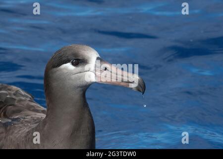 Schwarzfuß-Albatros, Phoebastria nigripes, mit Wasser, das vom Schnabel abtropft und auf Federn reißt, nachdem es den Kopf in den Ozean vor South Kona, Hawaii, getaucht hat Stockfoto