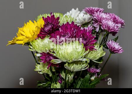 Nahaufnahme von bunten Mischung aus Chrysanthemen von gelb, grün, lila und weiß als Geschenk eines Geburtstages gegeben. Stockfoto