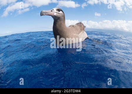 Schwarzfuß-Albatros, Phoebastria nigripes, schwimmend im Ozean vor South Kona, Hawaii Island ( The Big Island ) Hawaii, USA ( Central Pacific Ocean ) Stockfoto