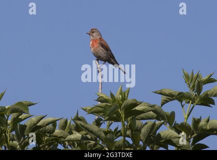 Linnet, Domburg, Niederlande Stockfoto