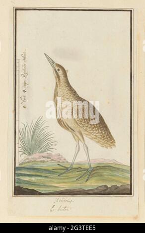 Botaurus Stellaris capensis (Eurasische Bittern oder große Bittern). Vogelstudie: Roerdomp (Botaurus Stellaris); mit Skala in Rijnlandse Maat. Stockfoto