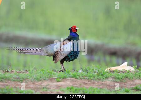 Japanischer grüner Fasan (Phasianus versicolor) in Japan Stockfoto