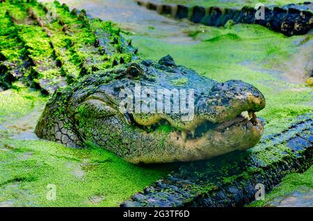 Ein erwachsener Alligator wartet auf Essen auf der Gulf Coast Gator Ranch and Tours, 12. Juni 2021, in Moss Point, Mississippi. Stockfoto