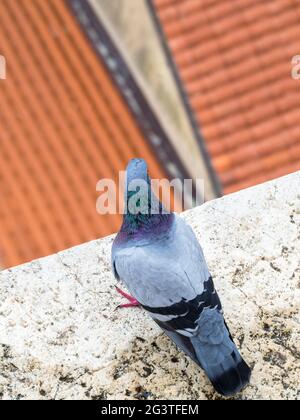 Pidgeon auf der Fensterbank einer Kirche in Rovinj Stockfoto