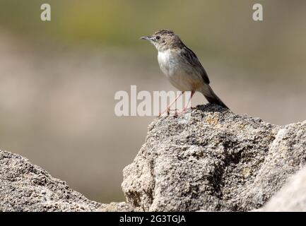 Fantailed Warbler, Zitting Cisticola, Zypern Stockfoto