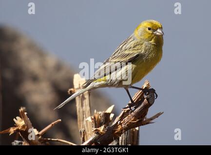 Kanarienlantik, Teide, Teneriffa, Kanarische Inseln, Spanien Stockfoto