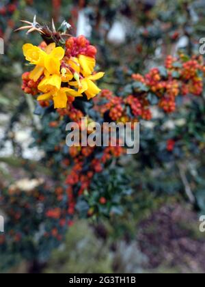 Gelbe Blüten der Berberis darwinii (Berberis darwinii) Stockfoto