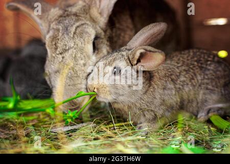 Ein kleines graues Kaninchen neben meiner Mutter. Berühren von Tierbeziehungen. Stockfoto