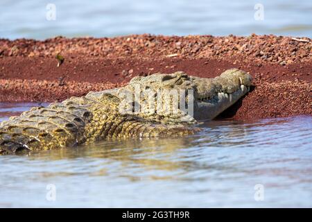 Großes nilkrokodil, Chamo Lake Falls Äthiopien Stockfoto