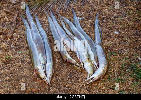 Frisch gefangener Fisch, madagaskar Stockfoto