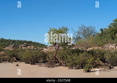 Ein Salzwasser-Mangrovenbaum am Strand bei Ebbe mit Wurzeln, die aus dem Sand inmitten der einheimischen Vegetation wachsen Stockfoto