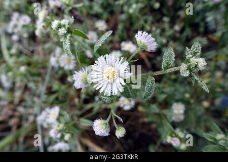Einjähriger Fleaban, Gänseblümchen-Fleaban oder östlicher Gänseblümchen-Fleaban (Erigeron annuus), Raureif auf Blüten Stockfoto