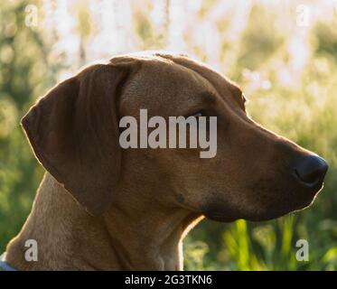 Mit einem schönen rhodesian ridgeback eine schöne Zeit bei Sonnenuntergang In jena Stockfoto