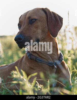 Mit einem schönen rhodesian ridgeback eine schöne Zeit bei Sonnenuntergang In jena Stockfoto