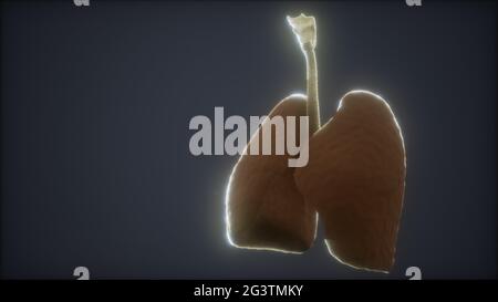 3D-Animation des menschlichen Lungen Stockfoto