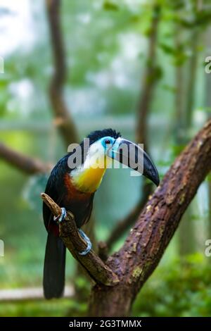 Vogelschnabel-Tukan, Ramphastos vitellinus Stockfoto