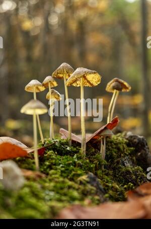 Pilze in Jena im Herbst mit Bodenperspektive Stockfoto