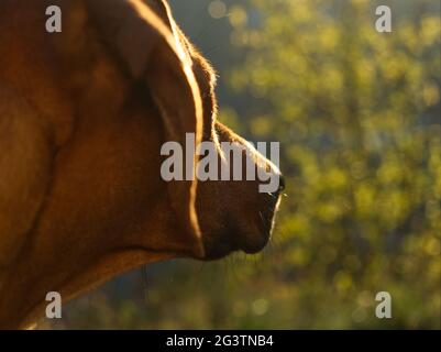 Hunderasse rhodesian ridgeback Portrait in der Natur Jena Stockfoto