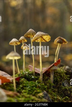 Pilze in Jena im Herbst mit Bodenperspektive Stockfoto