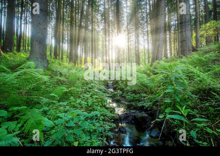 Fällt auf die kleinen Gebirgsfluss in einem Wald Stockfoto