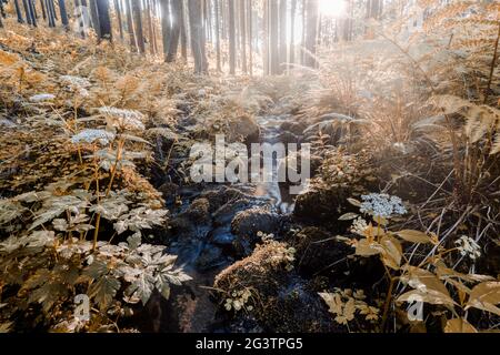 Fällt auf die kleinen Gebirgsfluss in einem Wald Stockfoto