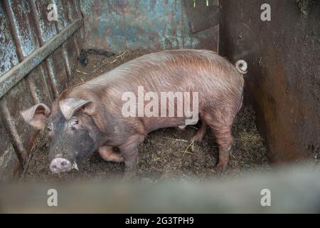 Unglückliches Ferkel leidet in einem Käfig hinter Gittern auf einer Fleischfarm gefangen. Schweine in einem Käfig, wobei ihre Nasen zur Kamera zeigen. Stockfoto