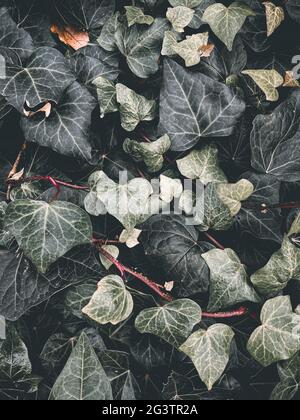 Vertikale Nahaufnahme von grünen Blättern Stockfoto