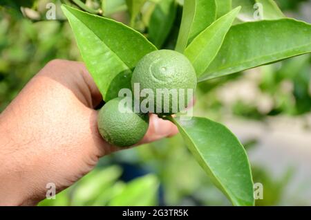 Nahaufnahme der Hand mit der reifen grünen Grapefruit, die im Garten wächst. Stockfoto