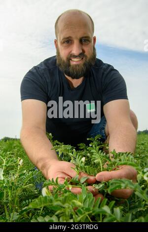 Schleibnitz, Deutschland. Juni 2021. Jonas Schulze Niehoff, Landwirt, prüft die Blüten der Kichererbsen, die er angebaut hat. Der Biobauer aus der Magdeburger Börde gehört zu den Pionieren des Kichererbsen-Anbaus in Deutschland. Die Kichererbsen sind ein Nischenprodukt in Deutschland. Nur eine kleine Anzahl von Landwirten beschäftigt sich mit den Früchten. Nach Angaben des Statistischen Bundesamtes liegen aufgrund des geringen Erntevolumens noch keine Daten vor. Der Import war jedoch seit 2019 um fast 7000 Tonnen auf 19 300 Tonnen (2020) gestiegen. Quelle: Klaus-Dietmar Gabbert/dpa-Zentralbild/ZB/dpa/Alamy Live News Stockfoto