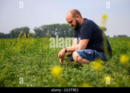 Schleibnitz, Deutschland. Juni 2021. Jonas Schulze Niehoff, Landwirt, prüft die Blüten der Kichererbsen, die er angebaut hat. Der Biobauer aus der Magdeburger Börde gehört zu den Pionieren des Kichererbsen-Anbaus in Deutschland. Die Kichererbsen sind ein Nischenprodukt in Deutschland. Nur eine kleine Anzahl von Landwirten beschäftigt sich mit den Früchten. Nach Angaben des Statistischen Bundesamtes liegen aufgrund des geringen Erntevolumens noch keine Daten vor. Der Import war jedoch seit 2019 um fast 7000 Tonnen auf 19 300 Tonnen (2020) gestiegen. Quelle: Klaus-Dietmar Gabbert/dpa-Zentralbild/ZB/dpa/Alamy Live News Stockfoto