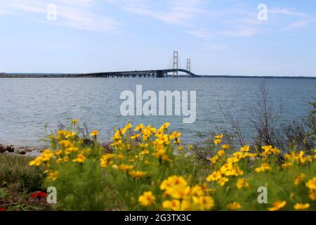 Blick über die Yellow Buttercups, auf die Mackinac Bridge Stockfoto