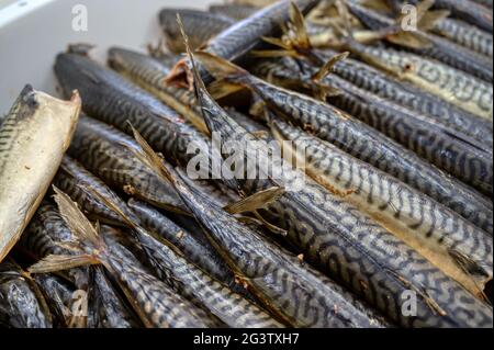 Viele geräucherte Makrelenkadaver. Der Fisch liegt auf einem Haufen in einer weißen Plastikbox. Stockfoto